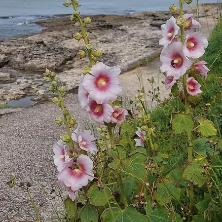 Pontaillac Semesterbostad Royan